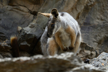 A yellow-footed rock-wallaby (Petrogale xanthopus) in Flinders Ranges, South Australia. © Kirk Hewlett