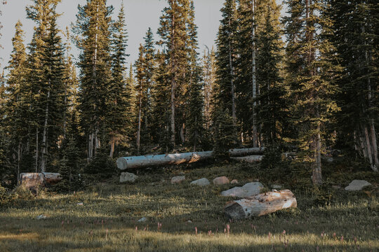 logs and rock path leading to trees