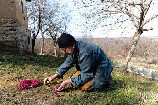 Planting red onions