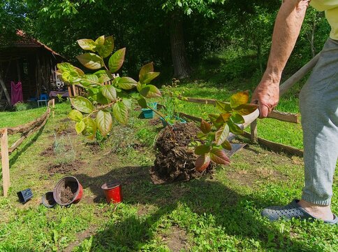 Planting Blueberry