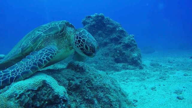 Green sea turtle grazing on coral reef underwater 4k video
