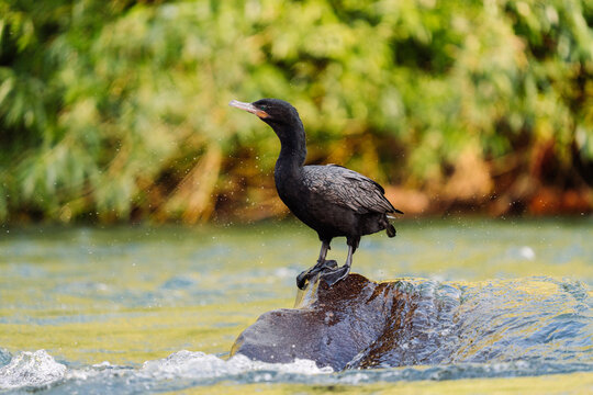 Cormorant in Flowing Water