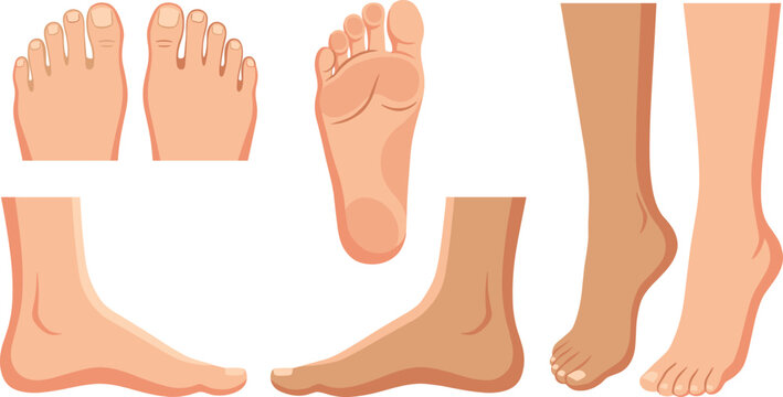 Human foot and leg anatomy vector illustration set featuring realistic male and female feet positions top view side profile sole and standing poses on tiptoe.
