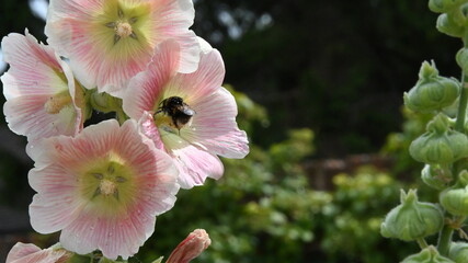 bumblebee in a pink flower © Isobelle