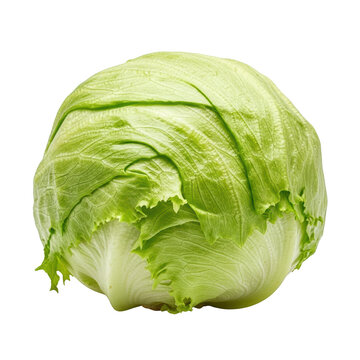 Fresh green cabbage displayed against a plain background. isolated on transparent background
