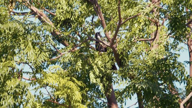 A black cockatoo sits quietly on a tree branch among the bright green leaves during daylight hours in nature.