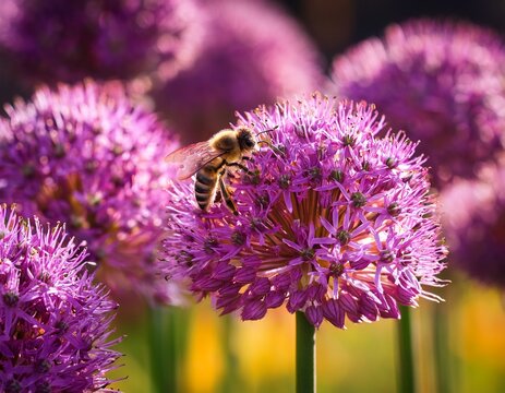 honey bee among multiple purple allium blooms in summer garden