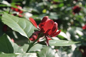 Obraz premium red rose in the garden