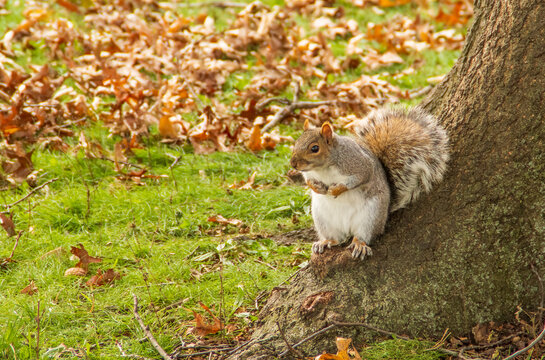Primer plano de una simp&aacute;tica ardilla gris oriental, Sciurus carolinensis. Peque&ntilde;o roedor sobre las ra&iacute;ces de un roble a las afueras de Nueva York, EE. UU., 2019.