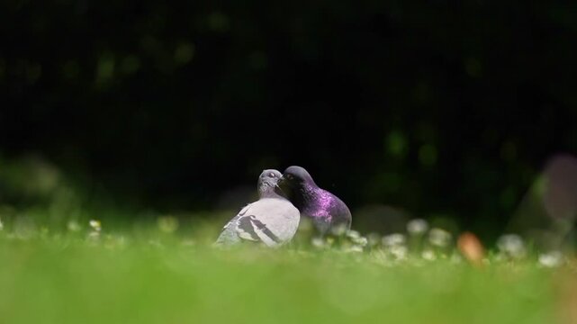 A romantic and intimate moment between a pair of pigeons (Columba livia) on a stretch of green grass dotted with small white flowers.