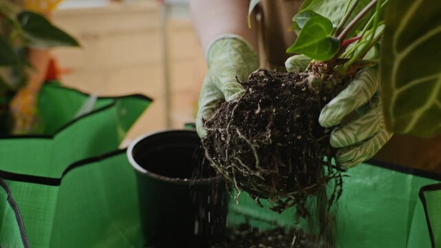 Young adult woman wearing gardening gloves loosening soil from houseplant roots over potting mat. Footage is perfect for home gardening tutorials and plant care advertisements