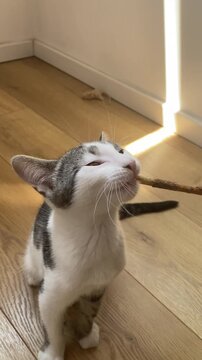 White tabby kitten playing with stick toy on wooden floor