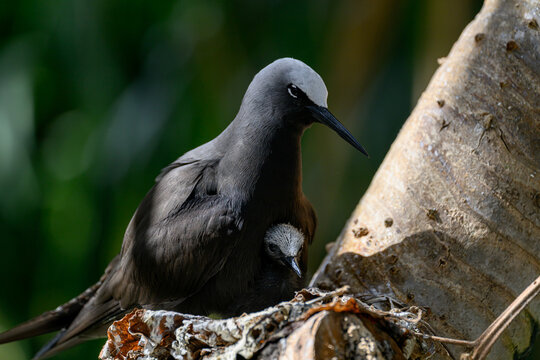 A Black Noddy (Anous minutus) and chick on its nest on Lady Elliot Island in the Great Barrier Reef in Austrailia.