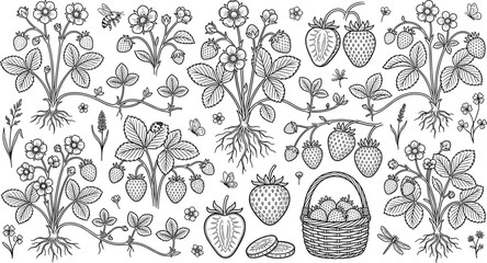 Vintage strawberry line art collection with hand drawn berry bushes roots blossoms basket and slices vector illustration isolated on white background ©  Jahangir