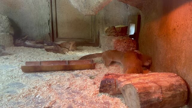 Small mongooses playing inside an indoor zoo enclosure