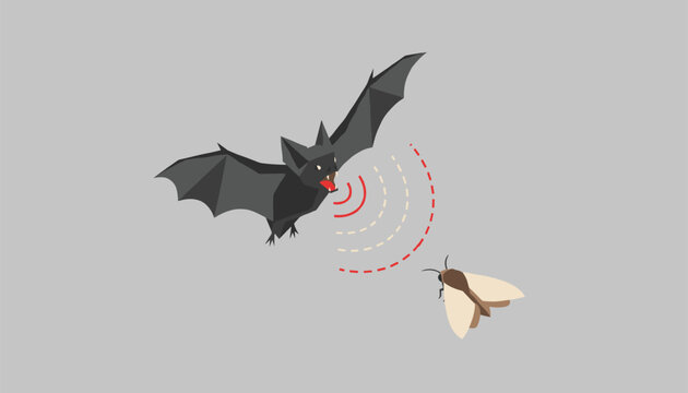 Flying black bat using sound wave echolocation to track and hunt a small moth against a neutral gray background.