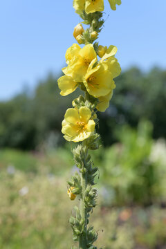close-up of Verbascum, commonly known as mullein