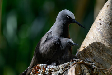 A Black Noddy (Anous minutus) and chick on its nest on Lady Elliot Island in the Great Barrier Reef in Austrailia. © Kirk Hewlett