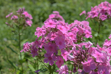 Obraz premium pink phlox in a sunny garden with defocused background