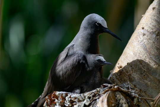 A Black Noddy (Anous minutus) and chick on its nest on Lady Elliot Island in the Great Barrier Reef in Austrailia.