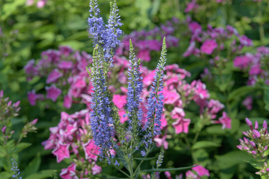 purple veronica and pink phlox in a summer garden