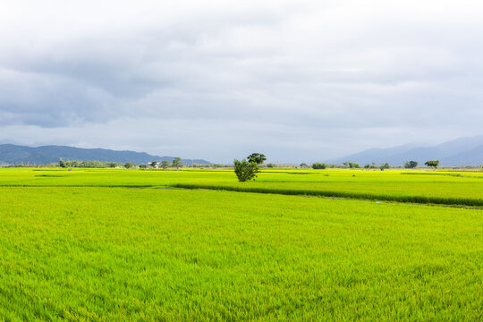 Chishang rice fields in Taiwan under cloudy skies. Lush green paddy fields stretch towards distant mountains. A solitary tree stands amidst the vibrant landscape.
