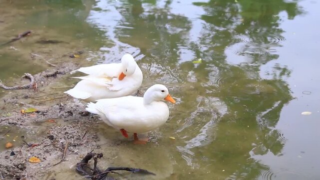 Two white domestic ducks grooming feathers while standing on muddy bank of a serene pond. Nature wildlife, farm animals, and peaceful rural environment during a cloudy day.