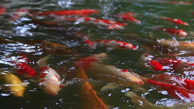 Beautiful colorful koi fish swimming gracefully in a garden pond. Vibrant red, white, and yellow ornamental carps gliding under the water surface in a serene outdoor setting.