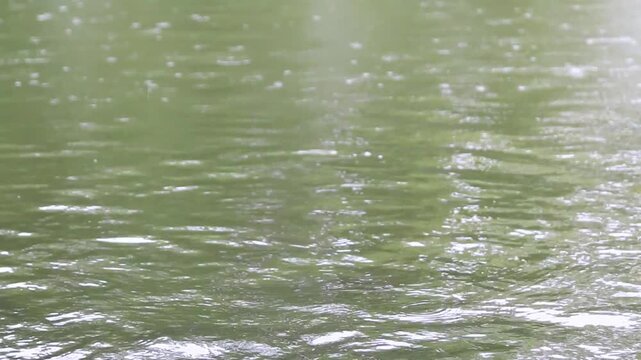 Steady raindrops fall on the murky green surface of a peaceful pond, creating expanding concentric ripples that spread across the water surface during a calm rainy day.