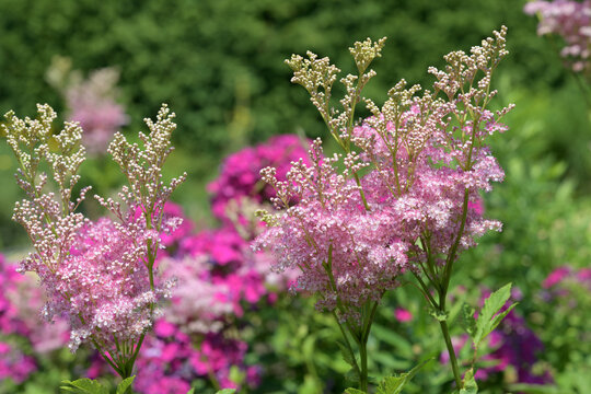 feathery astilbe flowers and defocused hot pink phlox flowers in a sunny garden