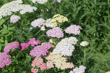 top-down view of yarrow (Achillea millefolium) flowers in sunny garden © eugen