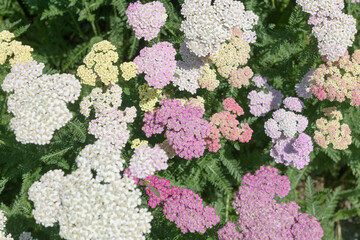 top-down view of yarrow (Achillea millefolium) flowers in sunny garden © eugen
