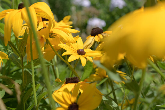 abstract view of yellow flowers in bright sunlight
