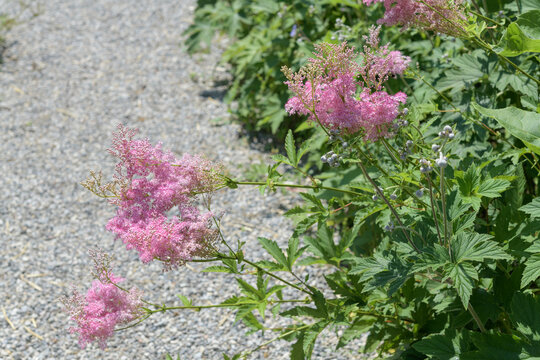 feathery flower plumes and fern-like foliage of pink astilbe in bloom by a garden path