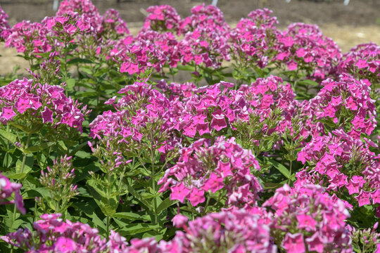 a drift of pink phlox in an outdoor garden