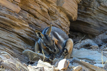 A yellow-footed rock-wallaby (Petrogale xanthopus) sitting in the Flinders Range, South Australia. © Kirk Hewlett