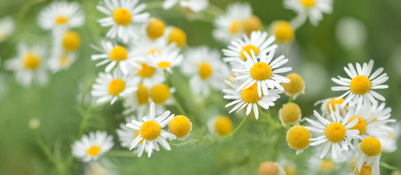 Charming daisies on a green background in the meadow, summer floral delicate banner, selective focus