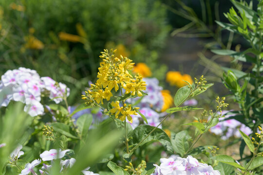 Garden Loosestrife in bloom along with light pink phlox