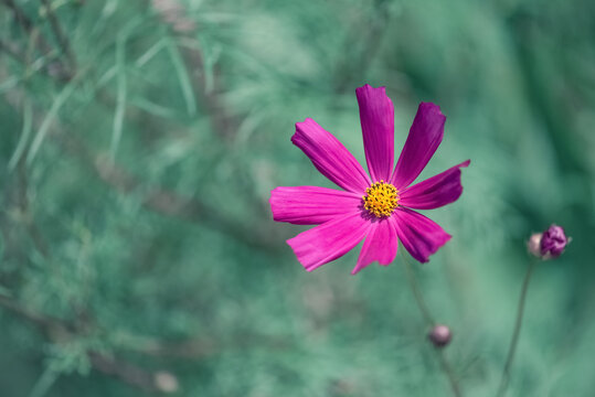 Purple cosmos flower on blurred green background outdoors, beautiful summer floral background
