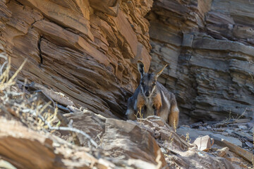 A yellow-footed rock-wallaby (Petrogale xanthopus) sitting in the Flinders Range, South Australia. © Kirk Hewlett