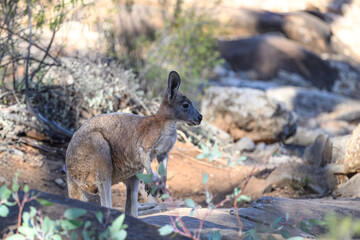 A Common Wallaroo / Euro (macropus robustus) standing in a rocky brushy area in the Flinders Range, South Australia. © Kirk Hewlett