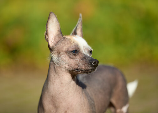 Close-up of a unique hairless dog with white fur patches on its head and paws, standing alert outdoors against a soft green background.