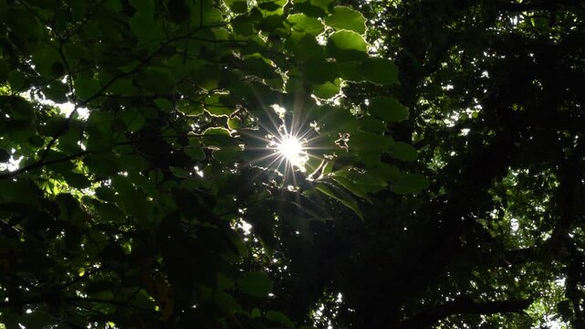 Detalle del sol filtr&aacute;ndose entre una vegetaci&oacute;n frondosa de hojas verdes, creando destellos de luz natural en un entorno fresco y natural.