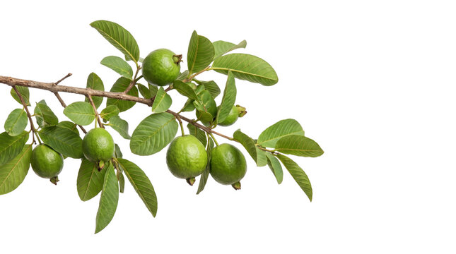 Green guava fruits hanging on tree branch with leaves isolated on transparent background png image.