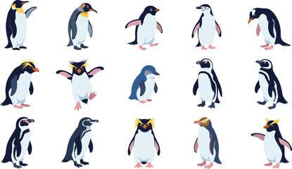 Obraz premium Penguin Species Vector Collection with Cartoon Antarctic Birds Isolated Wildlife Character Set