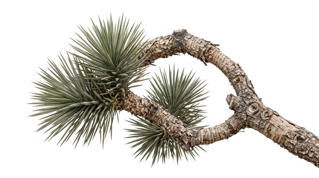 Joshua tree branch with spiky leaves and a unique twisted form, iconic desert vegetation.