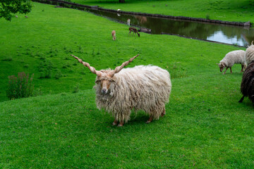 A Hungarian Racka sheep, Ovis aries, displays long corkscrew-shaped horns and a thick cream fleece in a green pasture beside other sheep and grazing deer. The rare heritage breed is associated with tr © Volha