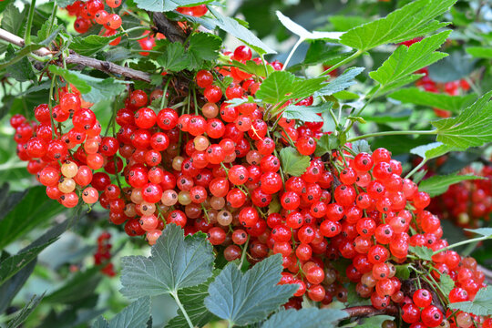 Bush of red currant with a lots of ripe red currant berries in summer