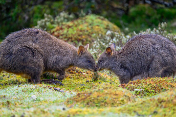 Two Tasmanian pademelons (Thylogale billardierii) sniffing noses in Tasmania, Australia. © Kirk Hewlett