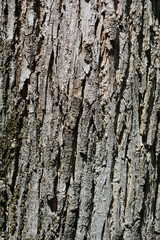 Fototapeta premium Happy Tree bark detail - Latin name - Camptotheca acuminata